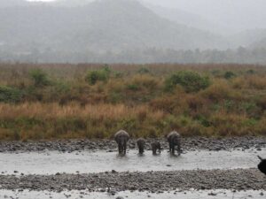 elephants