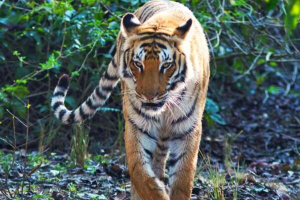 Top 10 Wildlife Sanctuaries of India