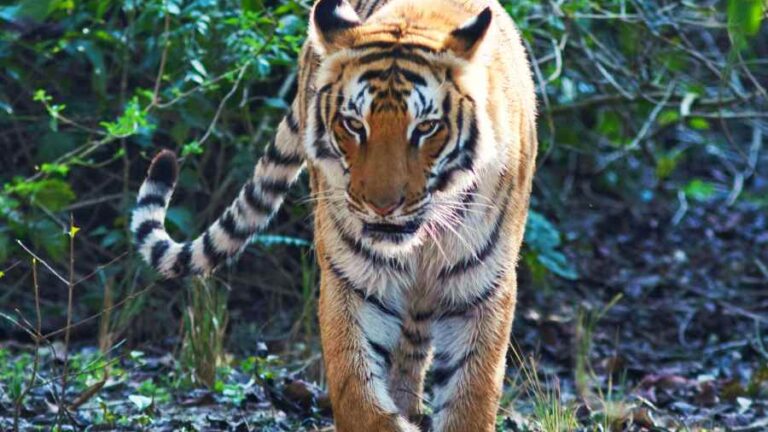Top 10 Wildlife Sanctuaries of India - Tiger