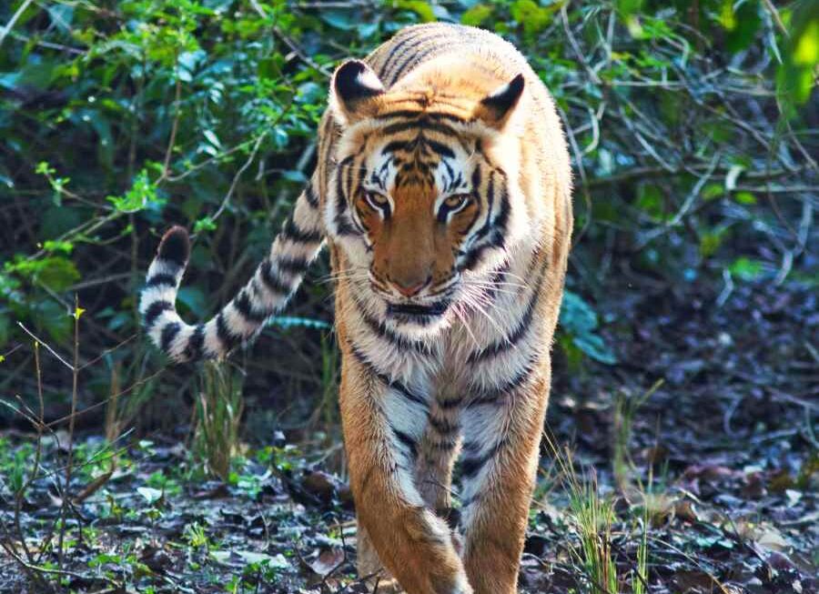 Top 10 Wildlife Sanctuaries of India