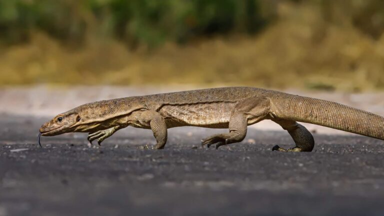 monitor lizard wildlife photography