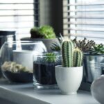 9 Best Indoor Air Purifying Plants Which Provide Oxygen