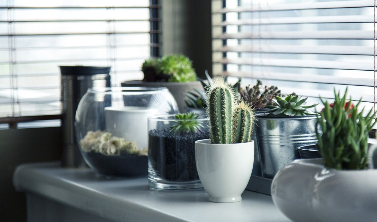 9 Best Indoor Air Purifying Plants Which Provide Oxygen