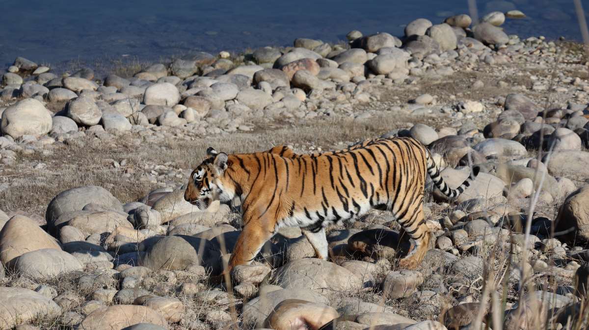 Jim Corbett National Park Tour bengal tiger
