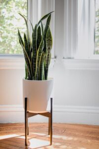 Snake Plant best indoor plants for clean air