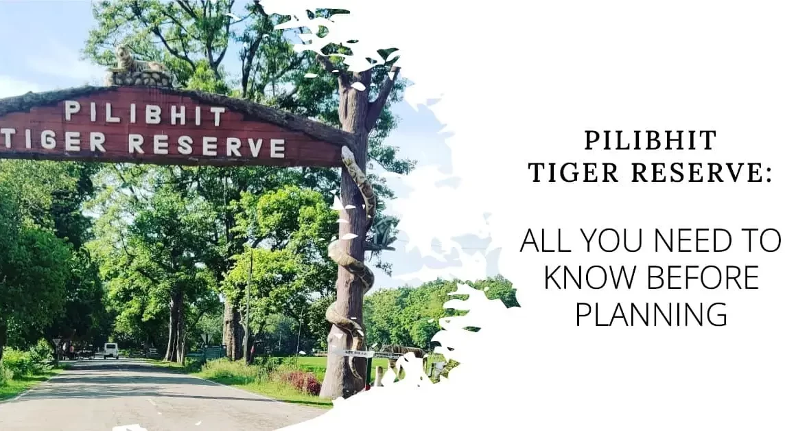 Pilibhit Tiger Reserve: All you need to know before planning
